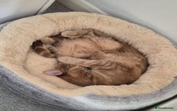 British Shorthair cats for sale: FREE - Pebbles the ginger cat (pebs) - Image 3