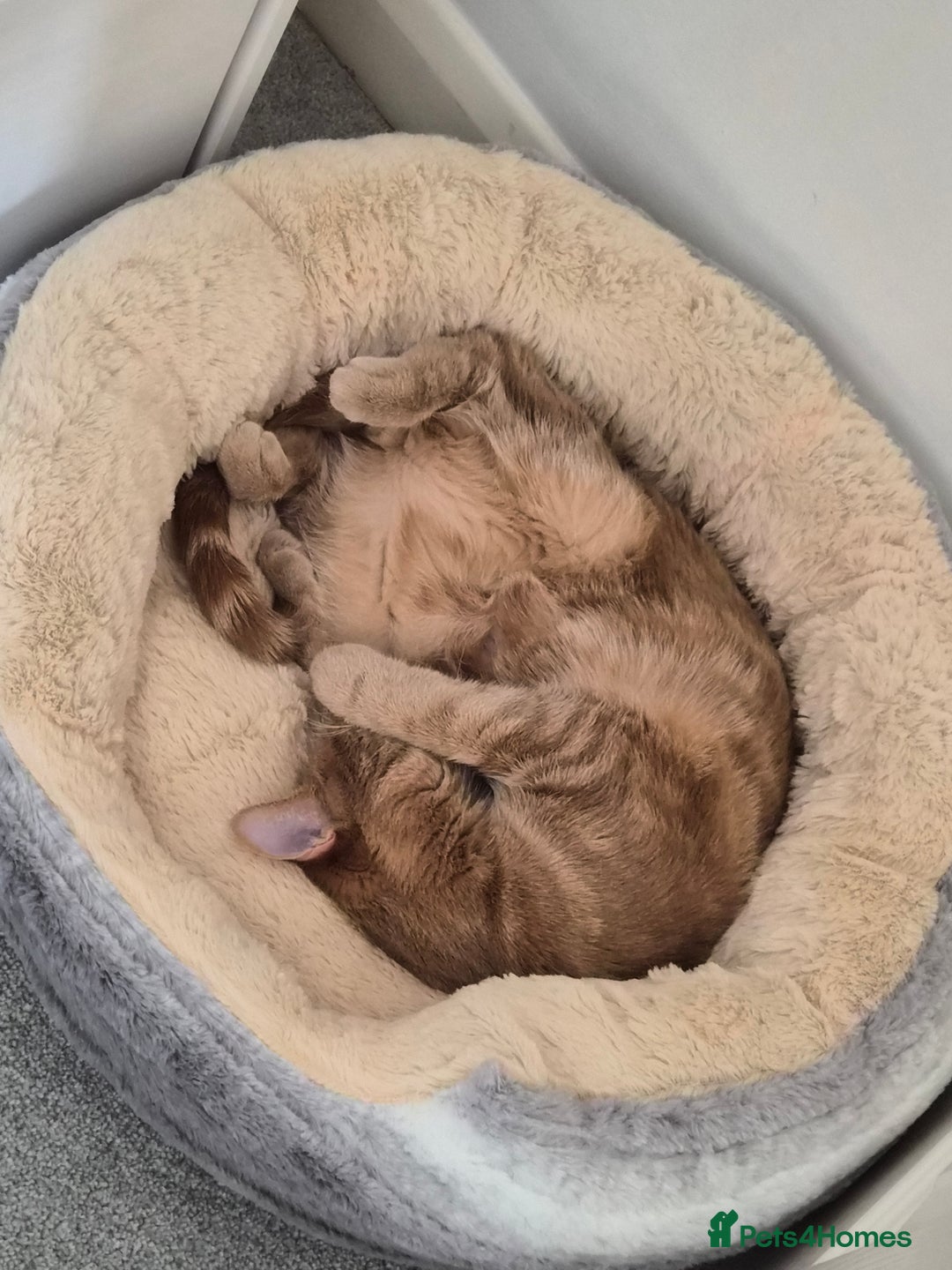 British Shorthair cats for sale: FREE - Pebbles the ginger cat (pebs) - Image 3