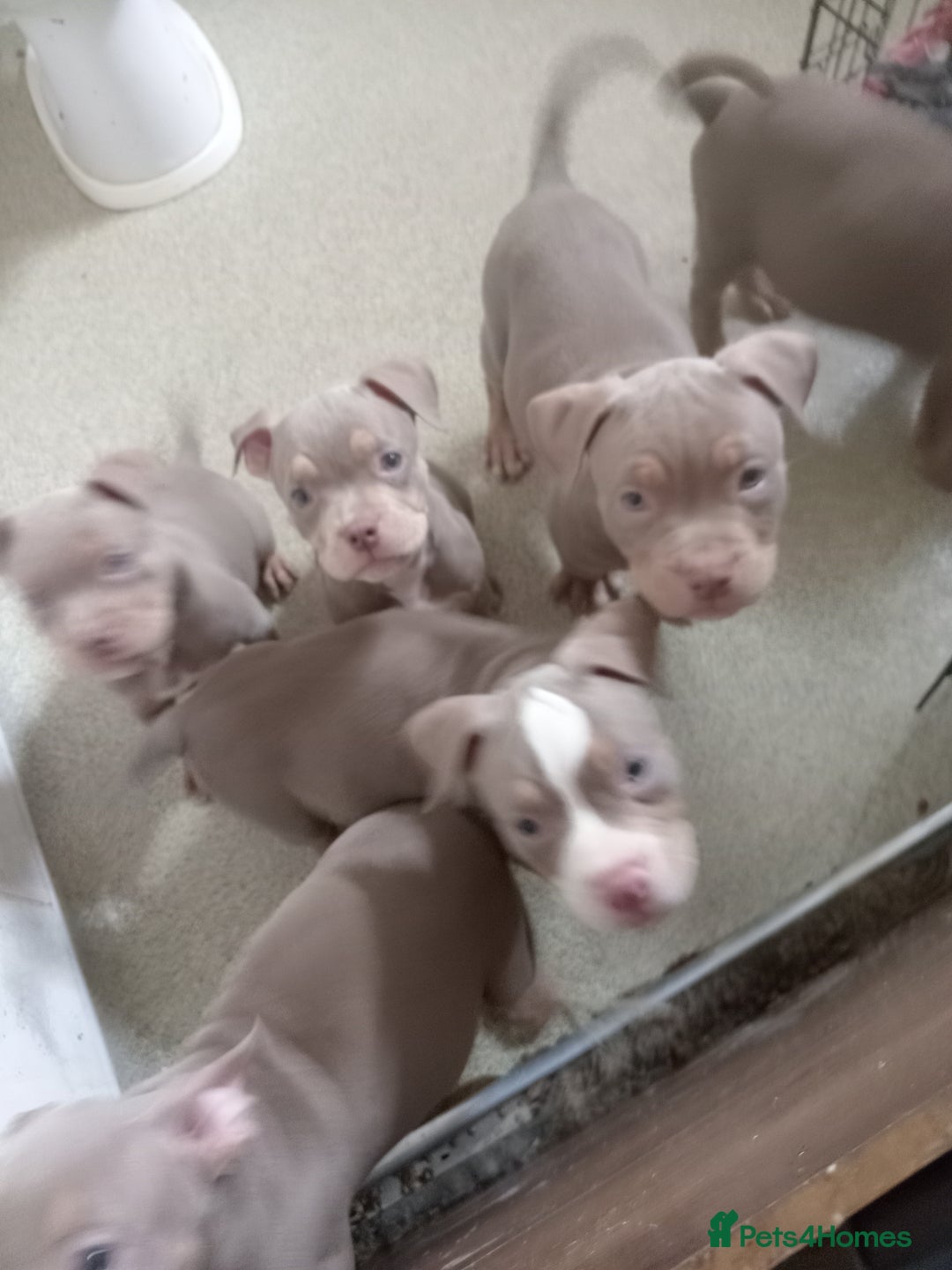 American Bully dogs for sale: Pocket bullies  - Image 7