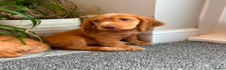 Cocker Spaniel dogs for sale: Cocker spaniels ready now  - Advert 9