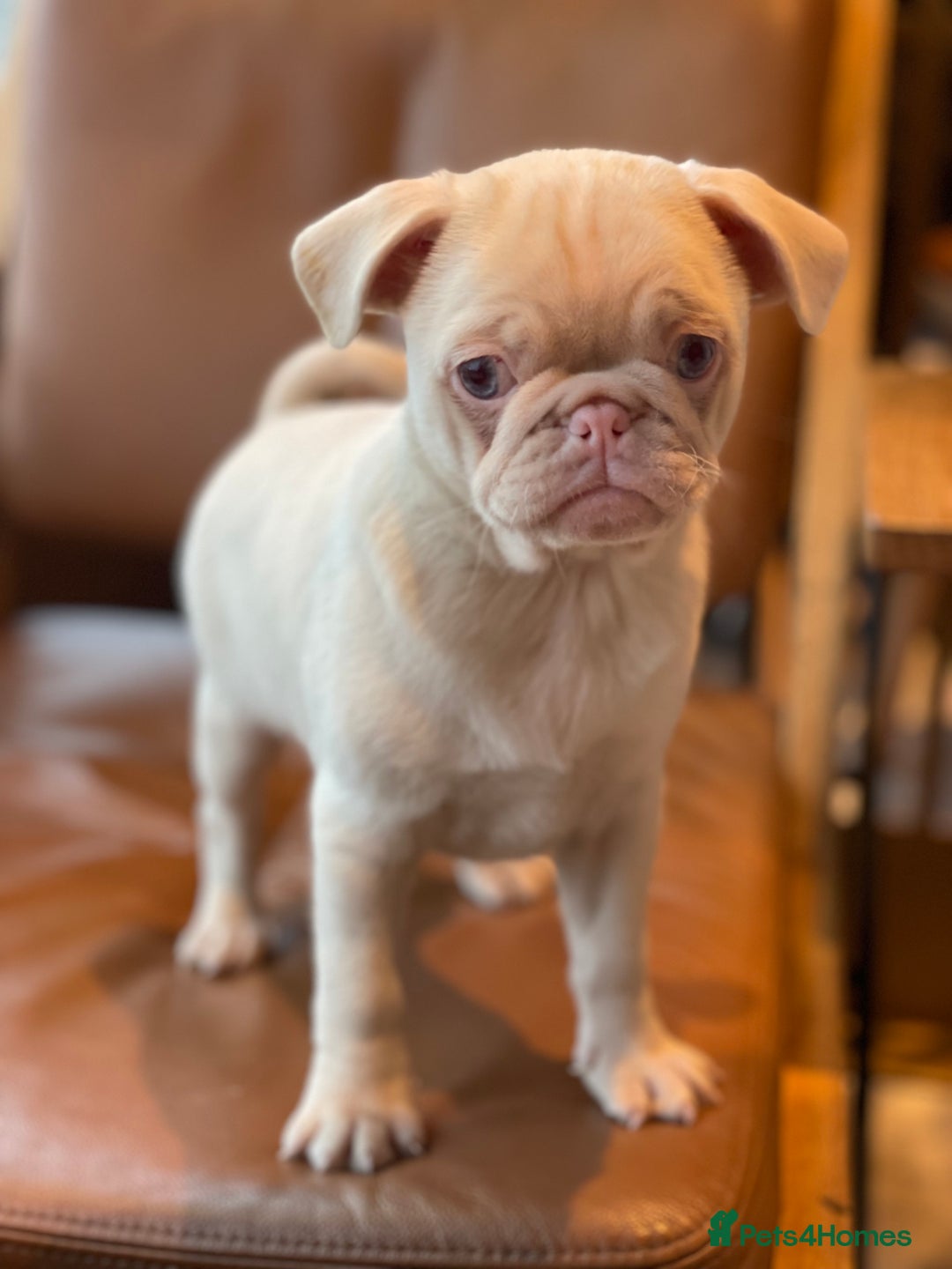 Pug dogs for sale: Pink champagne pug puppy - Advert 8