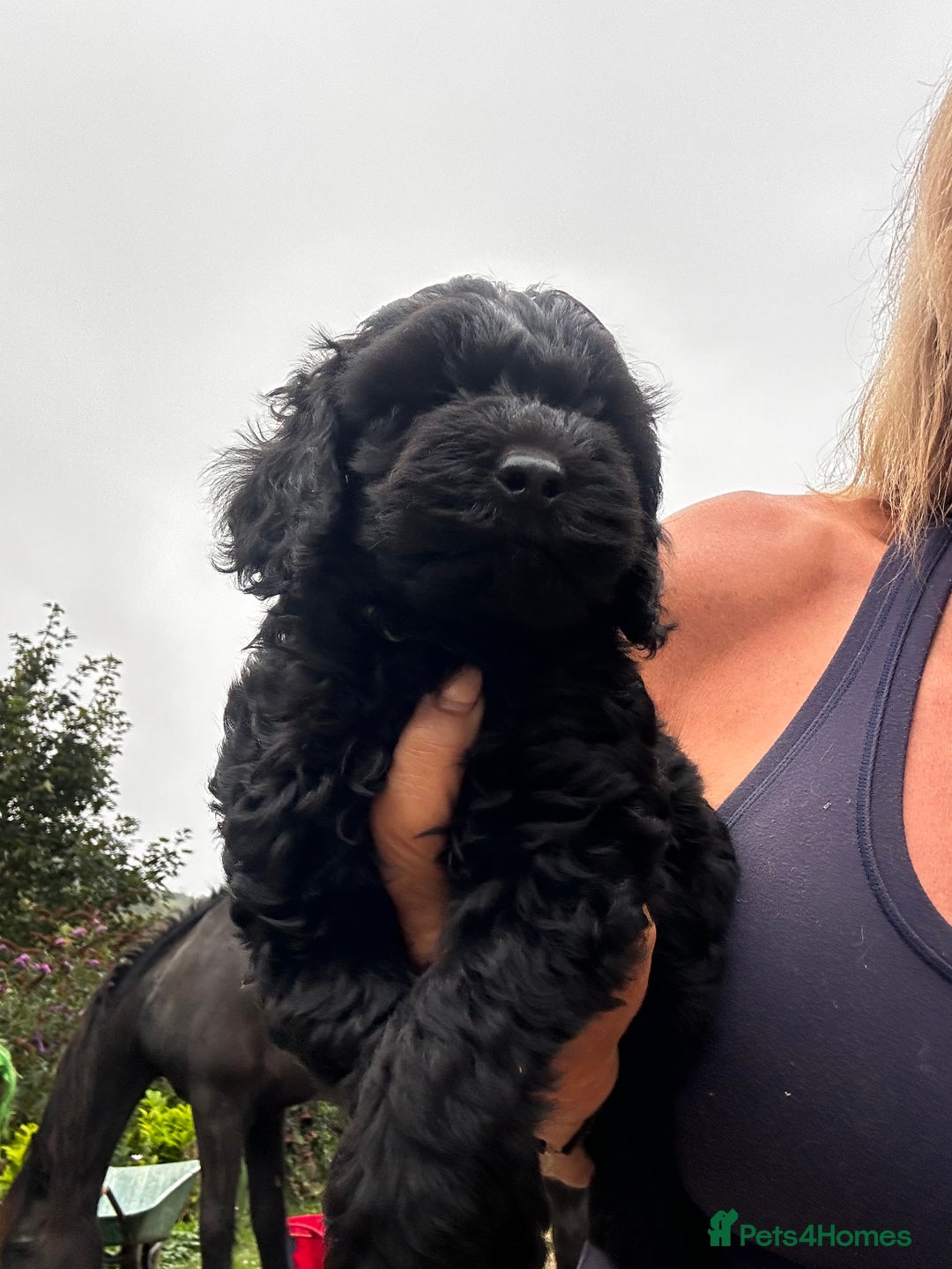 Cockapoo dogs for sale: Lovely litter cockapoo  - Image 28