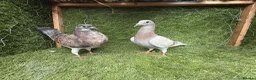 Pigeons birds for sale: Rampuri Highflyers & Iranian Pigeons for Sale - Advert 4