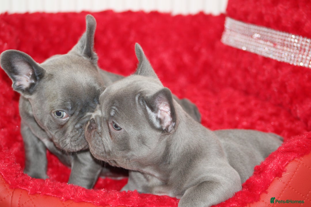 French Bulldog dogs for sale: Solid lilac French bulldog’s  - Advert 13