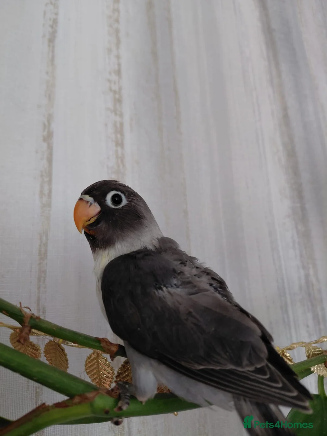 Lovebirds birds for sale: Cute little lovebirds babies  - Advert 2