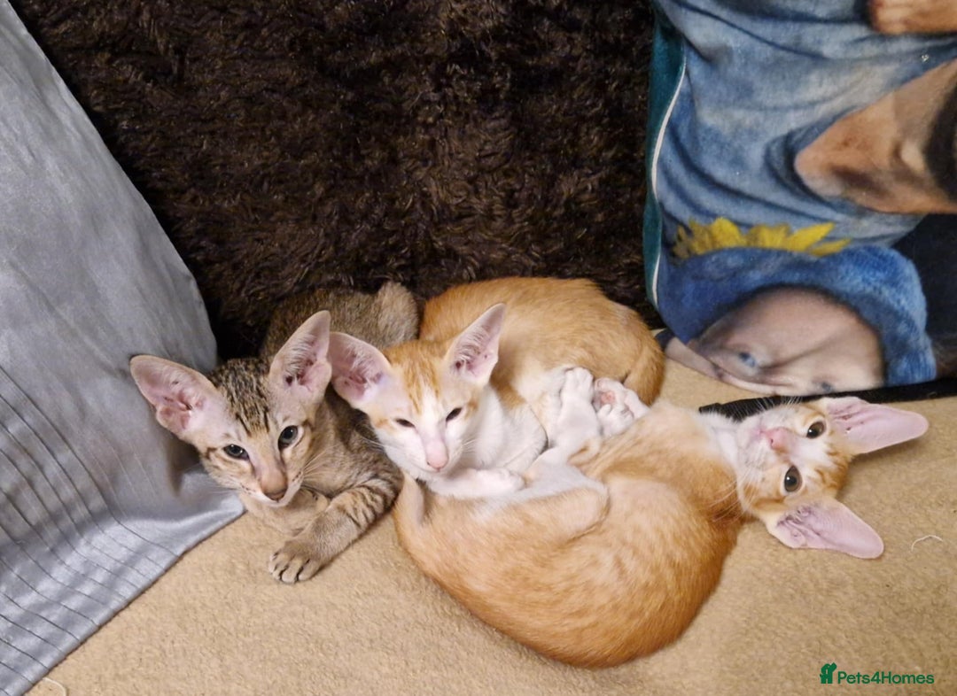 Oriental cats for sale: 3 Female bi-colour kittens for sale - Image 2