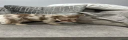 French Bulldog dogs for sale: French bulldogs  - Advert 8