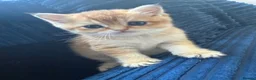 British Shorthair cats for sale: 🐾 Beautiful British Shorthair Golden Kittens 🐾 - Advert 22
