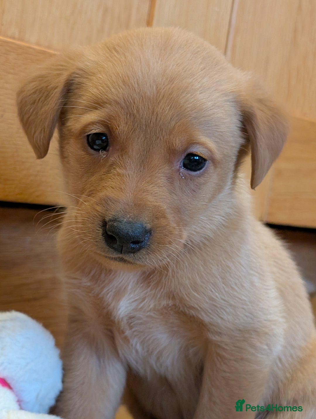 Labrador Retriever dogs for sale: Stunning litter of Labrador retriever pups  - Advert 22