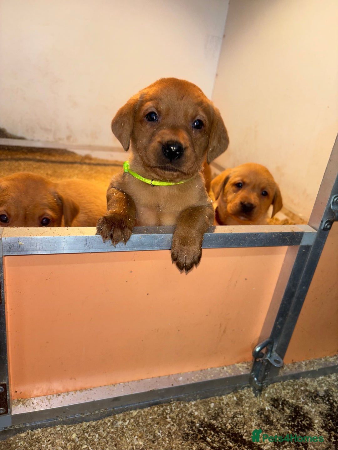 Labrador Retriever dogs for sale: KC Registered Litter of 9 fox red Labrador Puppies - Advert 16