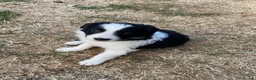Border Collie dogs for sale: Beautiful Border Collie Puppies - Advert 4