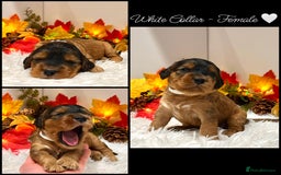Cockapoo dogs for sale: 🌟Rare Red Sable F1B Mini Cockapoo’s🌟 DNA CLEAR ✅ - Image 8
