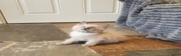 Ragdoll cats for sale: 💖9 Weeks Old💖Beautiful GCCF Ragdoll Kittens. - Advert 32