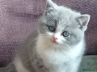 British Shorthair cats - Advert 4