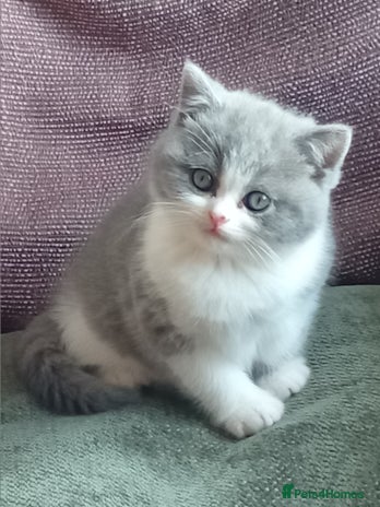 British Shorthair cats - Advert 5