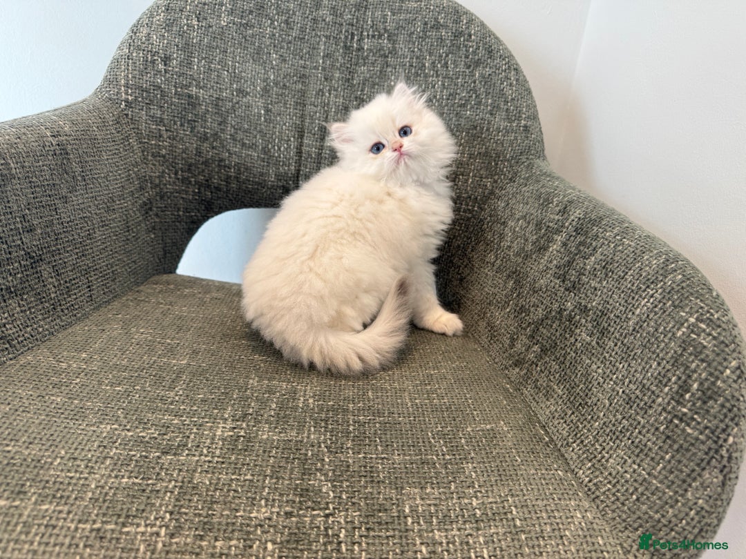 British Longhair cats for sale: Colour point British longhair boy - Advert 1