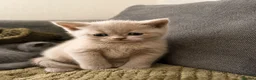 British Shorthair cats for sale: British Shorthair Kittens for Sale – 5 Available! - Advert 19