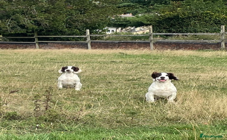 English Springer Spaniel dogs - Advert 1