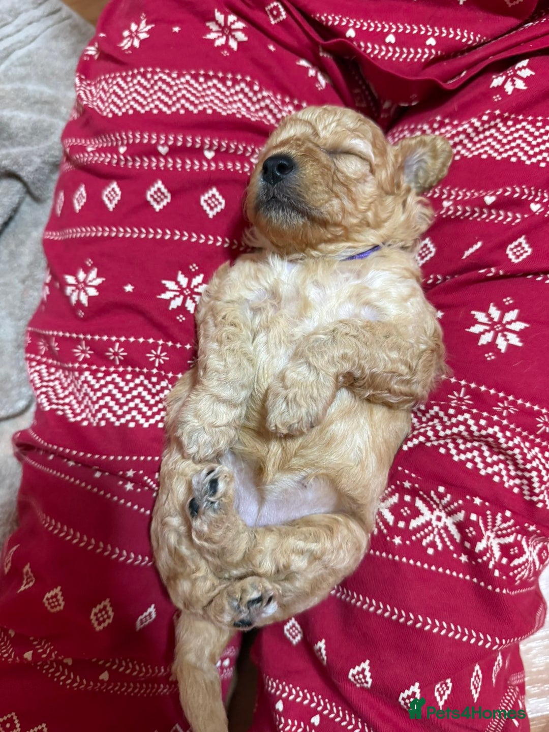 Cavapoo dogs for sale: Delightful Cavapoo puppies - Advert 11