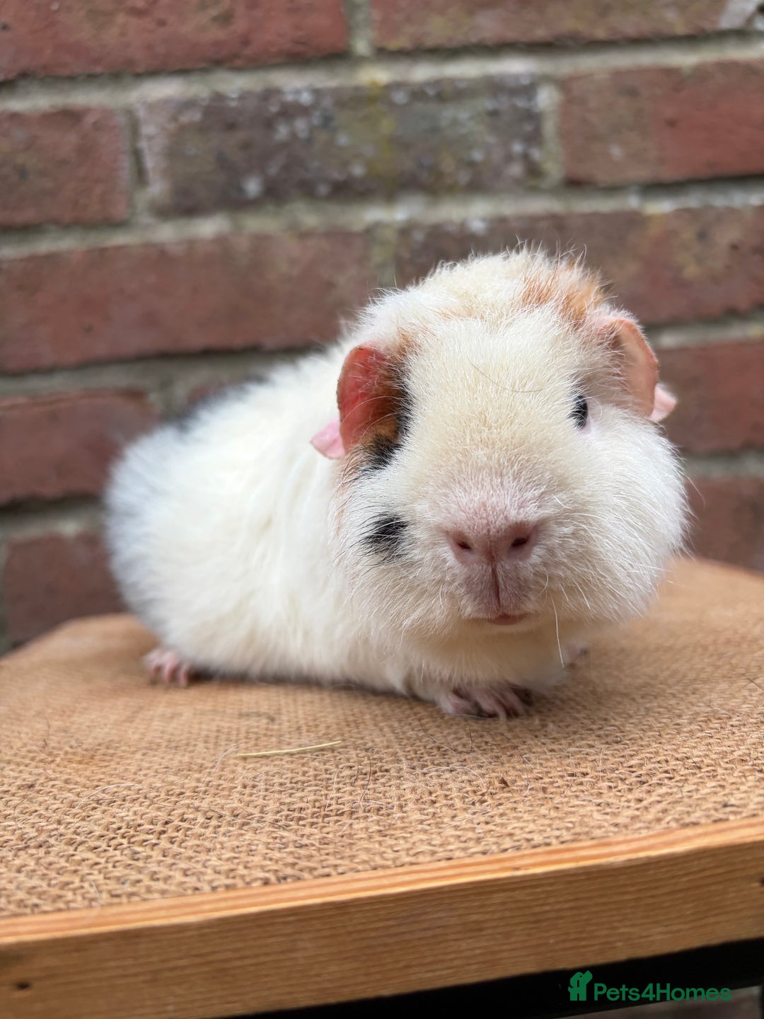 Guinea Pig rodents for sale: Two pretty boars  - Advert 5