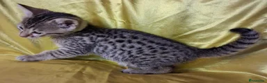 Female 4