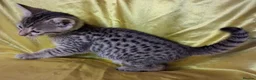Savannah cats for sale: Super spotty Savannah kittens - Advert 25