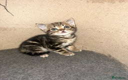 British Shorthair cats for sale: Wonderful cat family looking for a new home! 🐱 - Image 10