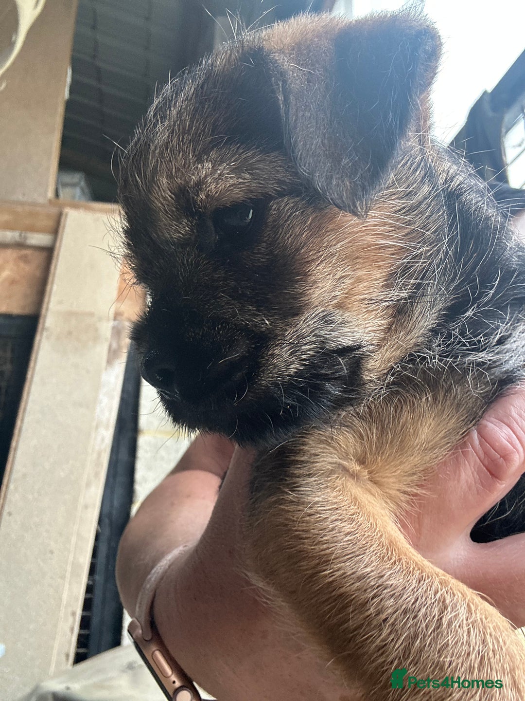 Border Terrier dogs for sale: Border Terrier Pups - Image 24