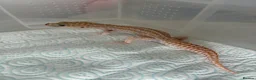 Leopard Gecko reptiles for sale: Male Leopard geckos  - Advert 4