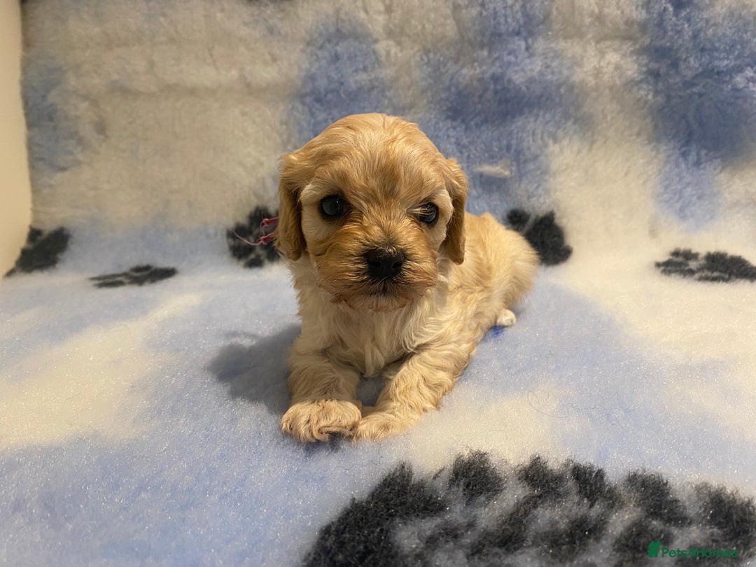 Cavapoo dogs for sale: 5 apricot cavapoo puppies - Advert 12