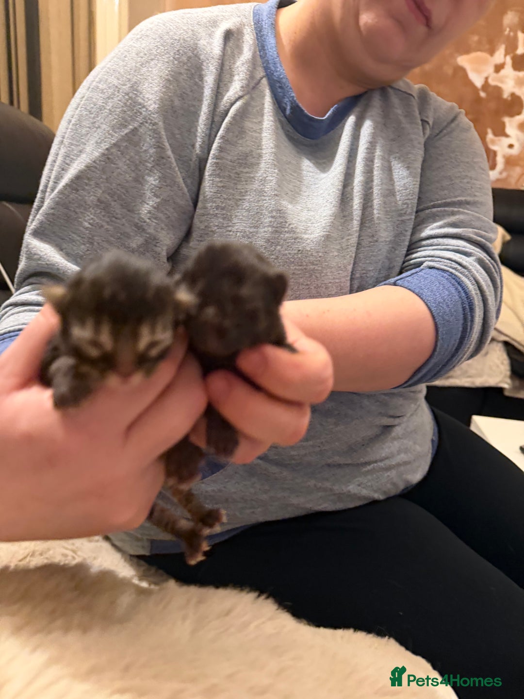 Exotic cats for sale: Beautiful exotic Persian babies - Advert 6