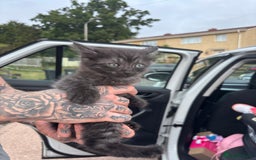 Maine Coon cats for sale: Ready tomorrow mixed breed kitten - Image 5