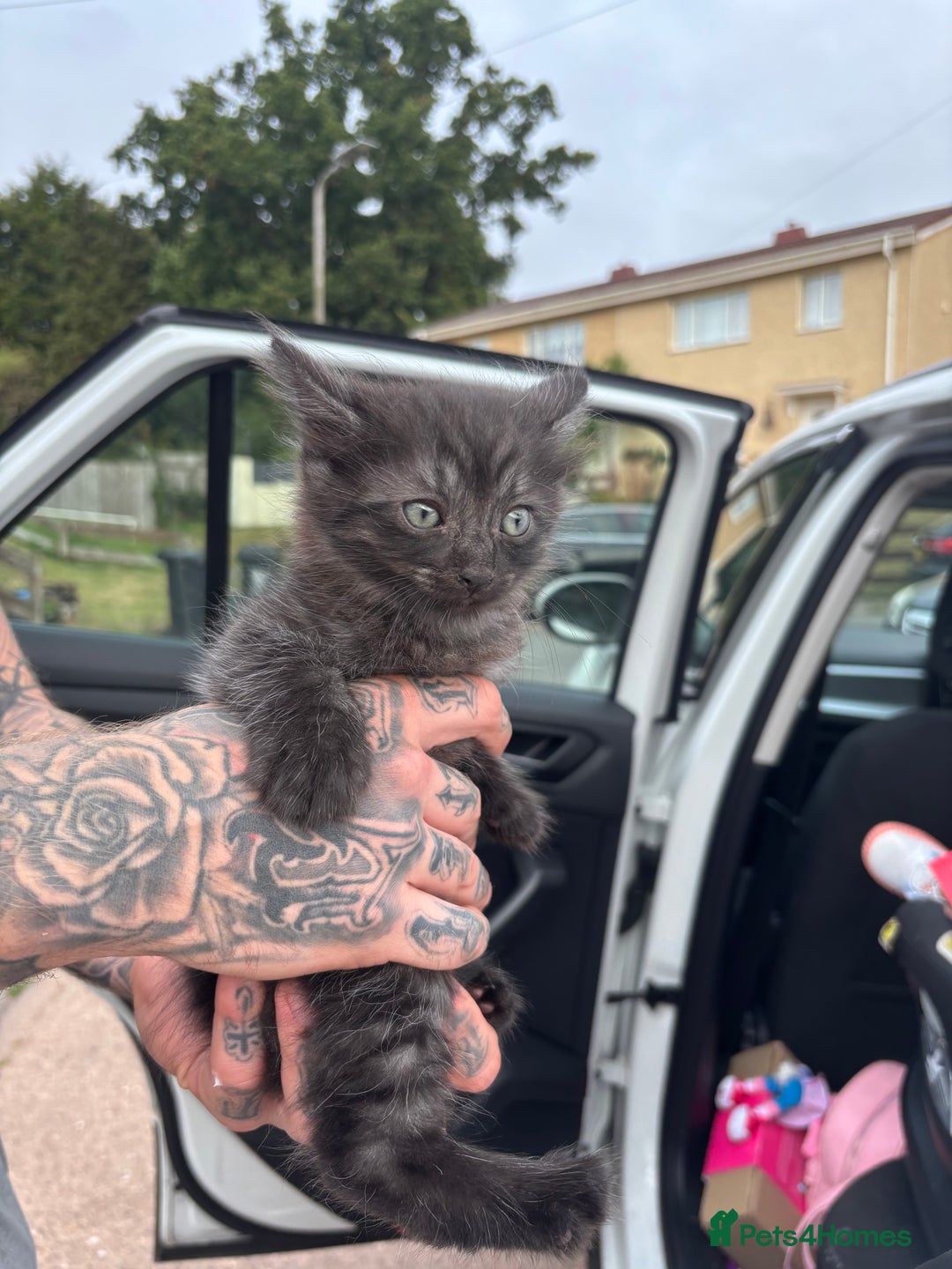 Maine Coon cats for sale: Ready tomorrow mixed breed kitten - Image 5