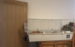 Guinea Pig rodents for sale: Teddy boar guinnea pig - Image 2