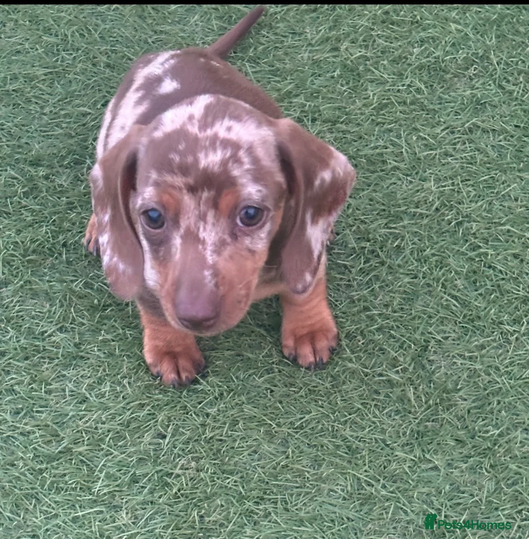 Dachshund dogs for sale: Miniature dachshund puppies - Advert 5