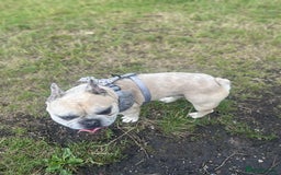 French Bulldog dogs for stud: French bulldog Merle for stud - Image 2