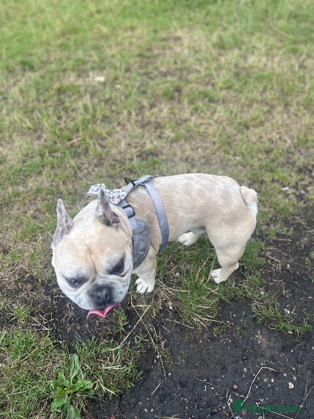 French Bulldog dogs for stud: French bulldog Merle for stud - Image 2