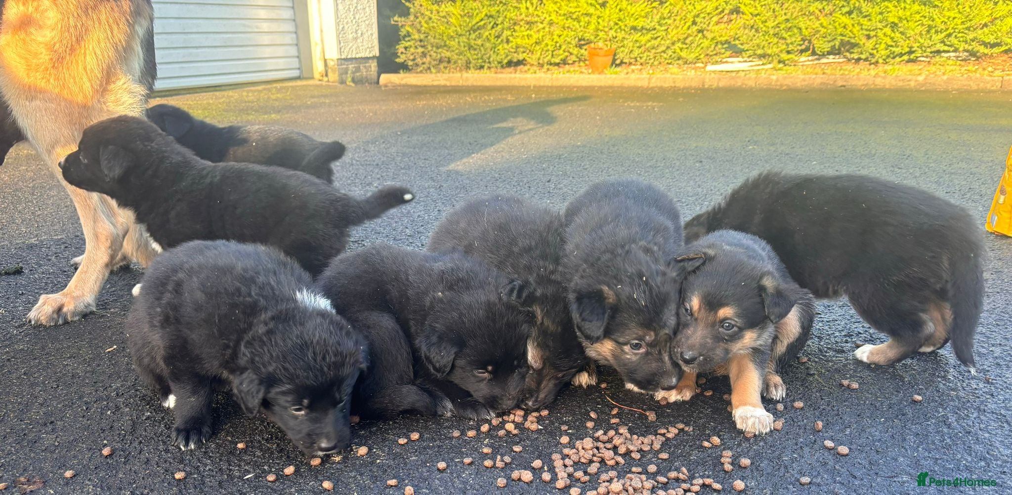 Mixed Breed dogs Shollie Pups(German Shepherd x Collie) - Advert 1