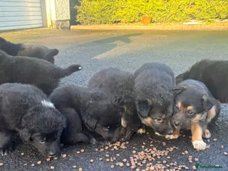 Mixed Breed dogs Shollie Pups(German Shepherd x Collie) - Advert 1