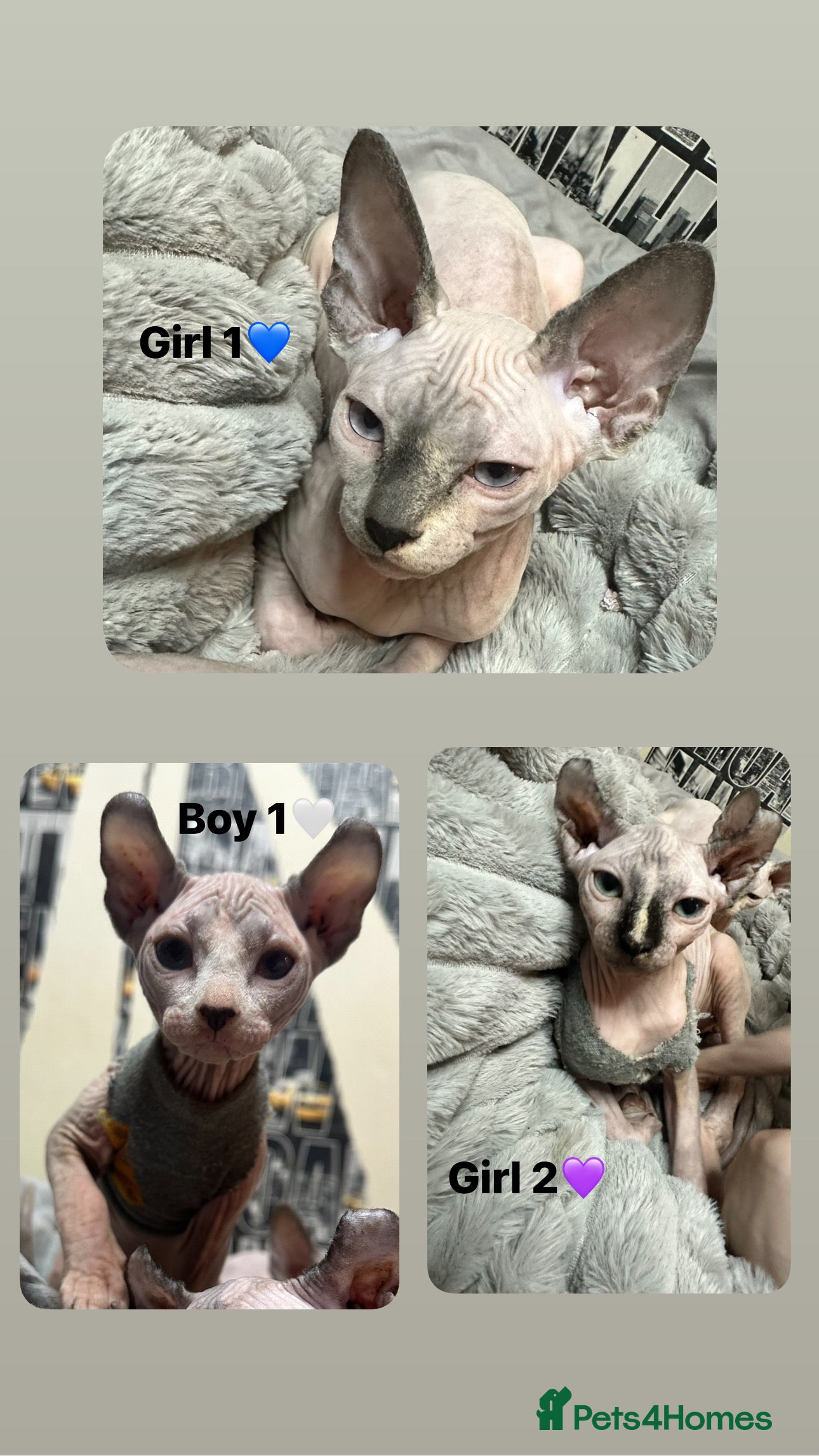 Sphynx cats Beautiful loving Sphynx ready to go now  - Advert 1