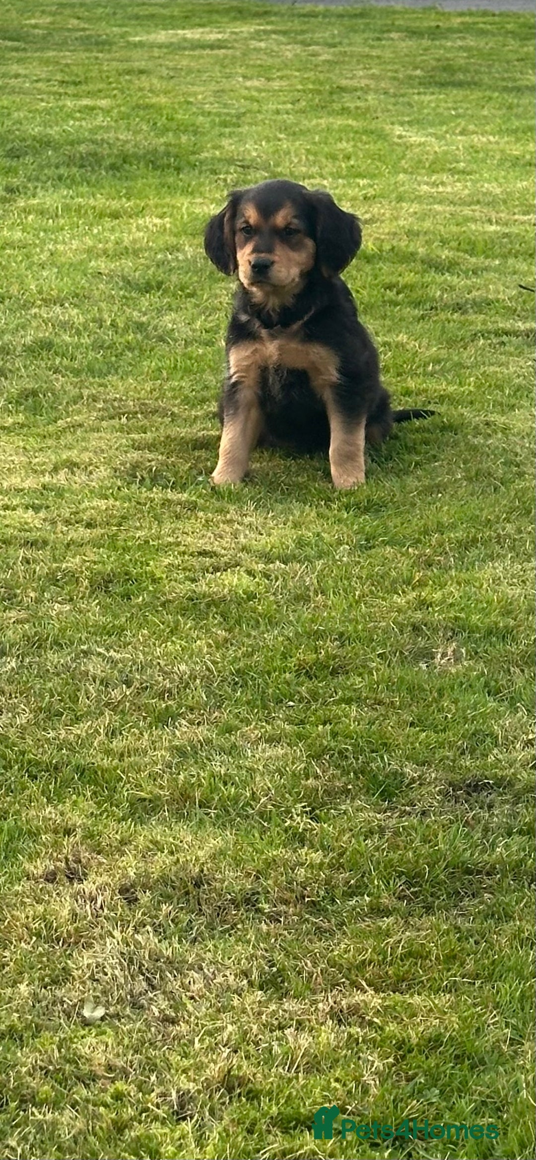 Mixed Breed dogs for sale: Beautiful Puppies ready for a loving home🥰 - Image 7