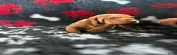 Hungarian Vizsla dogs for sale: Exceptional Pedigree Hungarian Vizsla Puppies - Advert 7