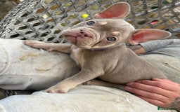 French Bulldog dogs for sale: 5* beautiful French bulldogs left ready to go 🏡 - Image 8