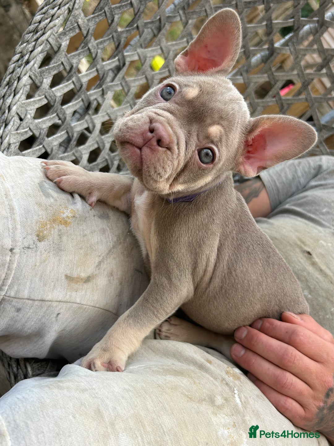 French Bulldog dogs for sale: 5* beautiful French bulldogs left ready to go 🏡 - Image 8