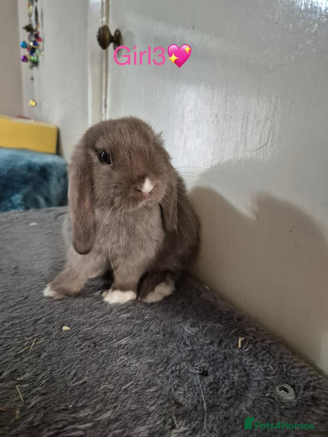 Mini Lop rabbits for sale: Bountiful mini lops - Image 5