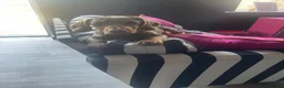 Miniature Dachshund dogs for sale: KC Gorgeous Boy - Advert 2