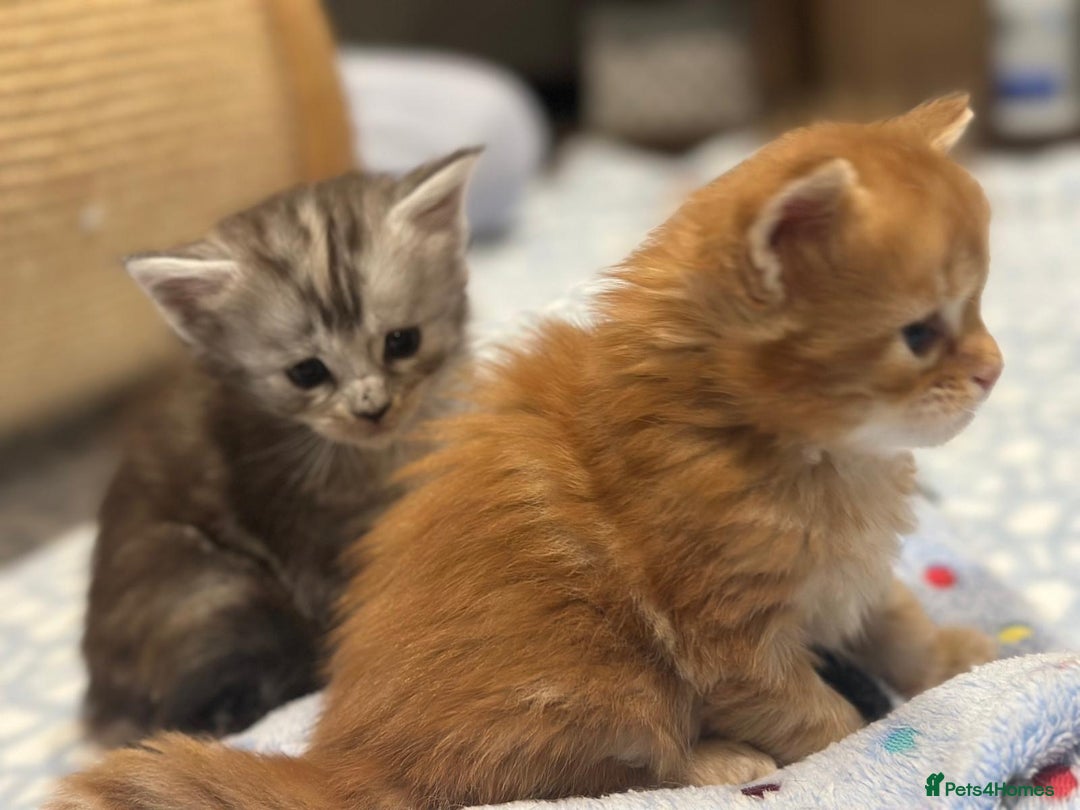 Maine Coon cats for sale: A litter of 7 Beautiful Maine coon kittens - Advert 5