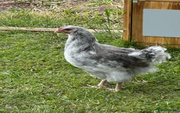 Chickens poultry for sale: Orpington’s chickens for sale  - Image 4
