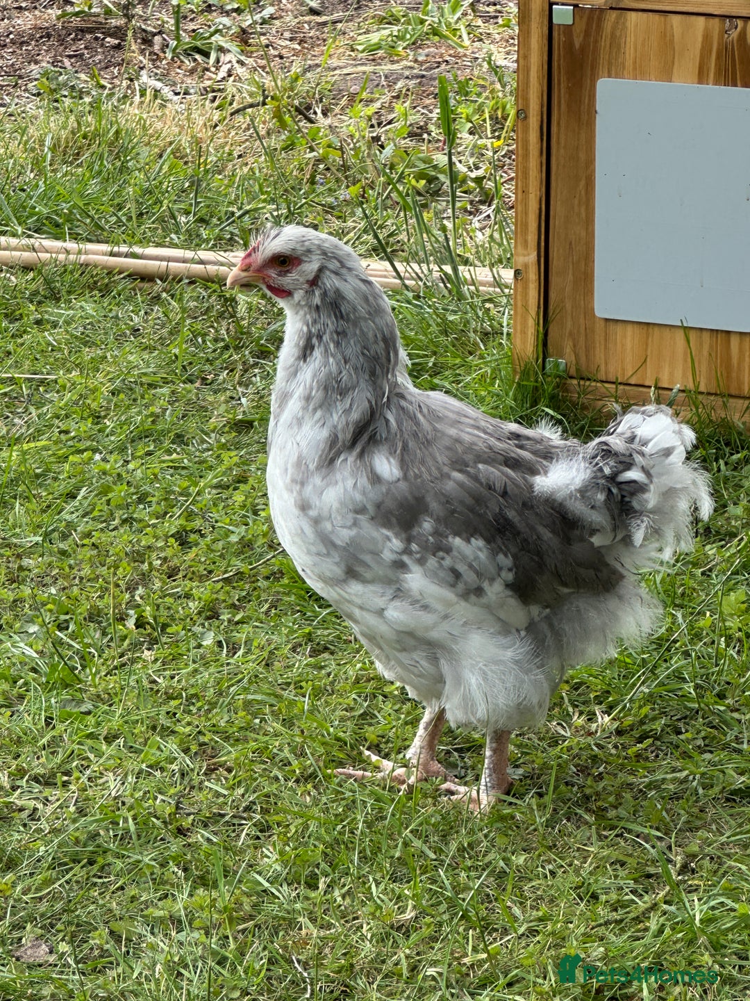 Chickens poultry for sale: Orpington’s chickens for sale  - Image 4