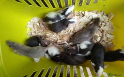 Rat rodents for sale:  Males old reduced 10 each ready for new babies  - Image 17